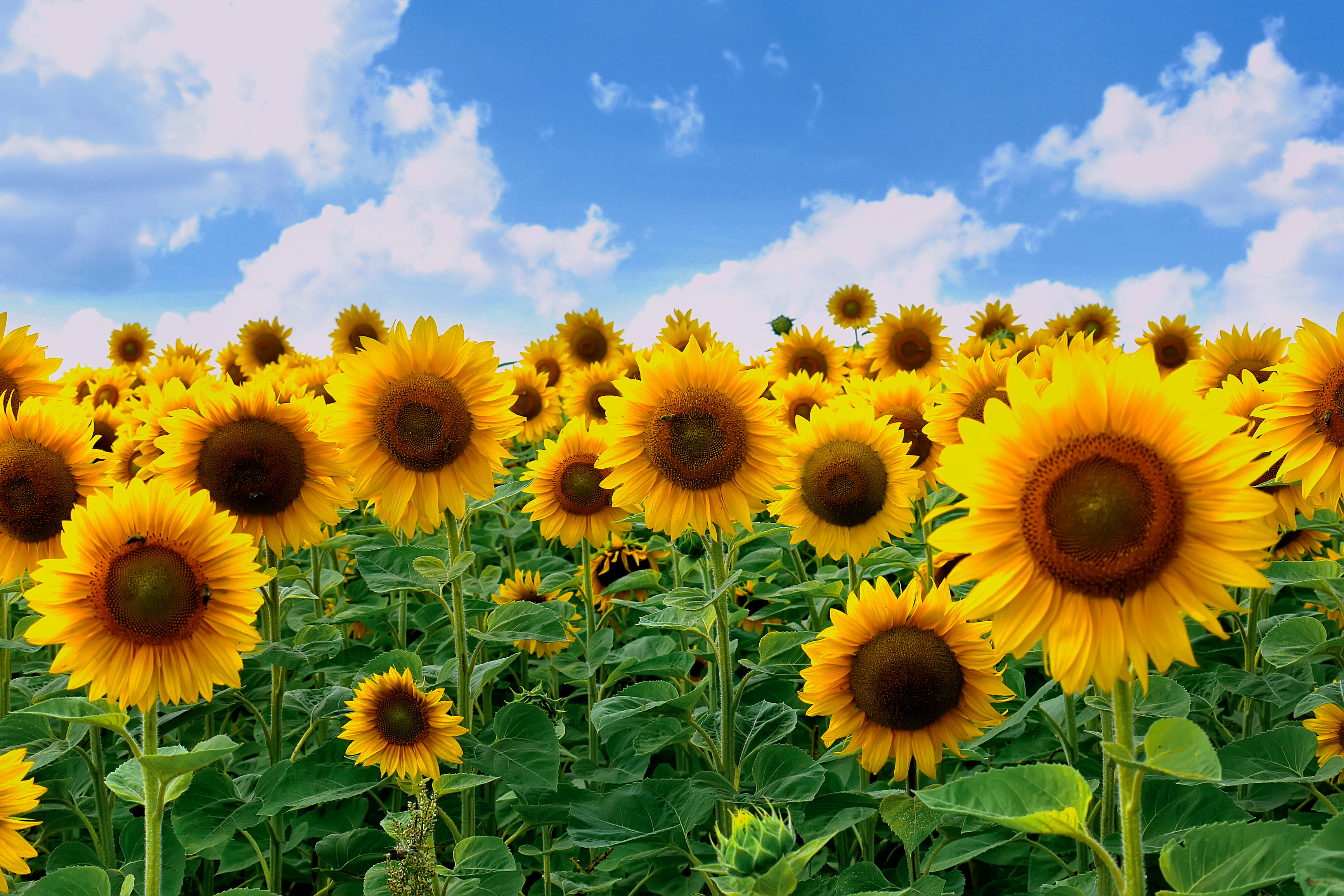 La microflore des sols peut être réactivée grâce à l'ajout de bactéries bien choisies ? © adamchuk_leo, Adobe Stock